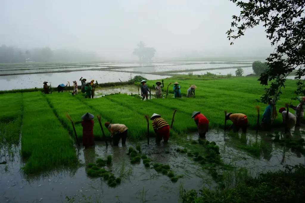 Petani Indonesia di Nusa Tenggara Barat menanam padi di sawah hijau yang luas